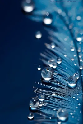 露珠蓝色清新大气背景