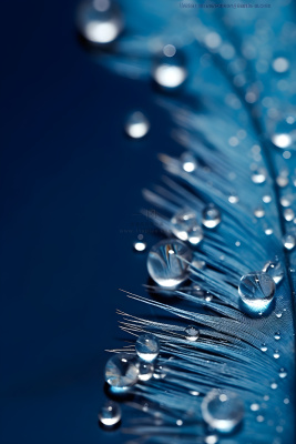 露珠蓝色清新大气背景 露珠蓝色清新大气背景