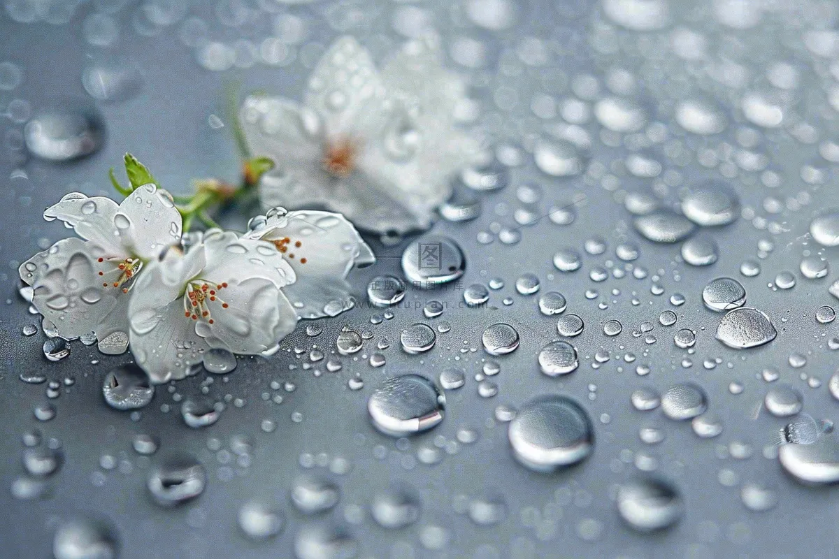 雨天掉落的白色花朵雨水谷雨寒露摄影图