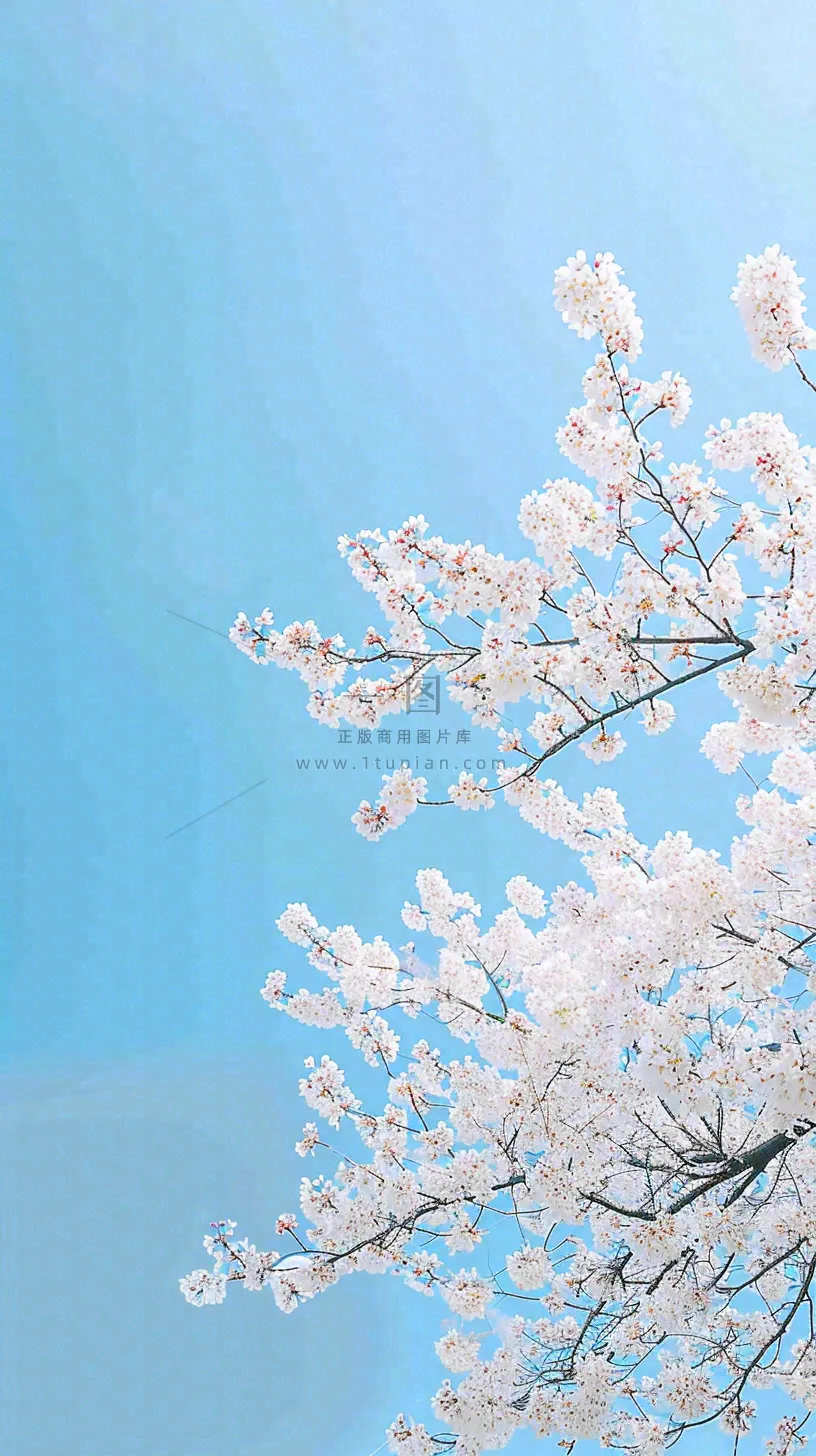 春天开满花朵的树冠仰拍蓝色天空，立春，春分摄影图