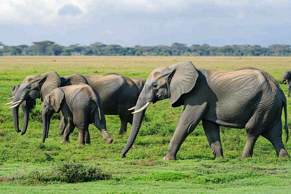 非洲大草原大象动物摄影图