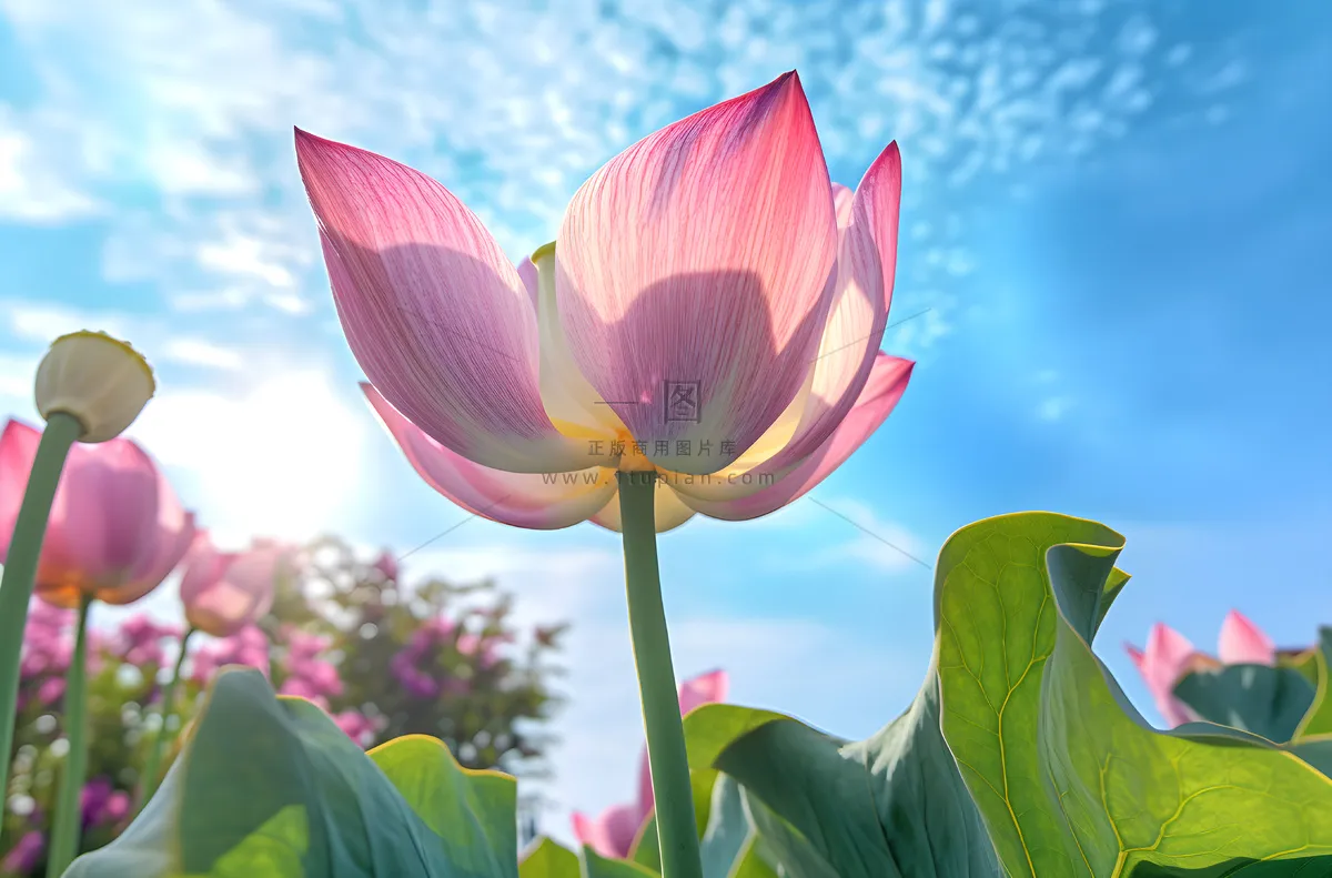绿叶蓝天莲花,佳能 eos 5d mark iv 风格,超高清图像,蓝绿色和粉红色,中国朋克,超现实主义,散景全景摄影图