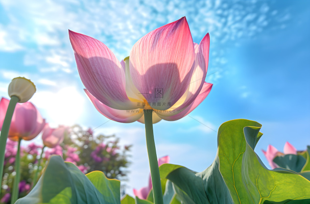 绿叶蓝天莲花,佳能 eos 5d mark iv 风格,超高清图像,蓝绿色和粉红色,中国朋克,超现实主义,散景全景摄影图 绿叶蓝天莲花,佳能 eos 5d mark iv 风格,超高清图像,蓝绿色和粉红色,中国朋克,超现实主义,散景全景摄影图