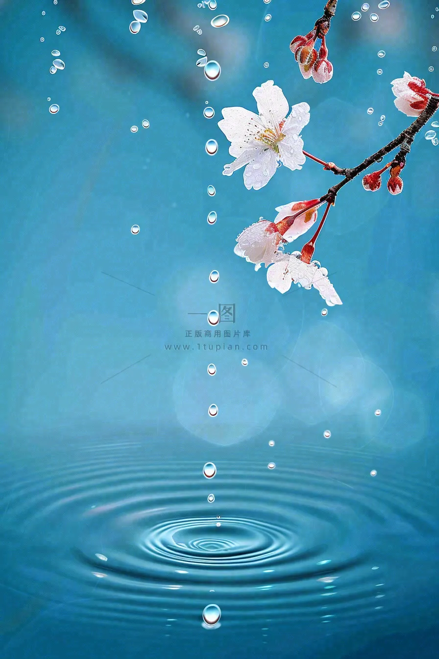 春天梅雨时节雨滴飘落在梅花滴落在水面上泛起涟漪雨水谷雨寒露摄影图