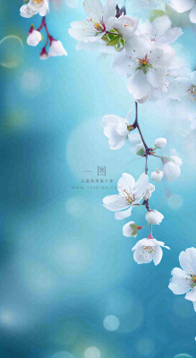 蓝色浪漫白色樱花花朵枝叶,立春惊蛰春分摄影图 蓝色浪漫白色樱花花朵枝叶,立春惊蛰春分摄影图