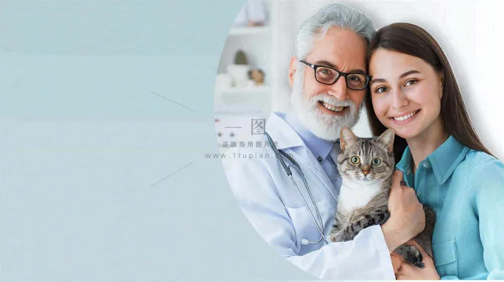 宠物医院猫狗生病救治摄影图 宠物医院猫狗生病救治摄影图