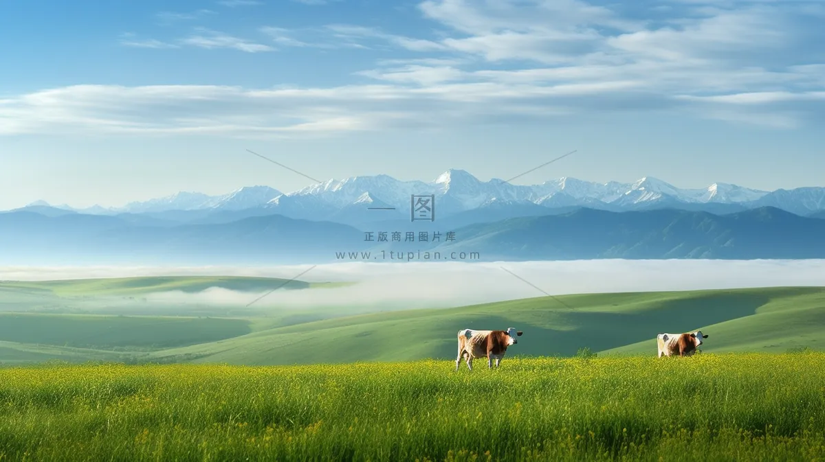 草原白云蓝天一望无际大自然风景摄影图