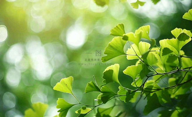 夏天绿色银杏叶树枝阳光小清新唯美小暑大暑处暑摄影图