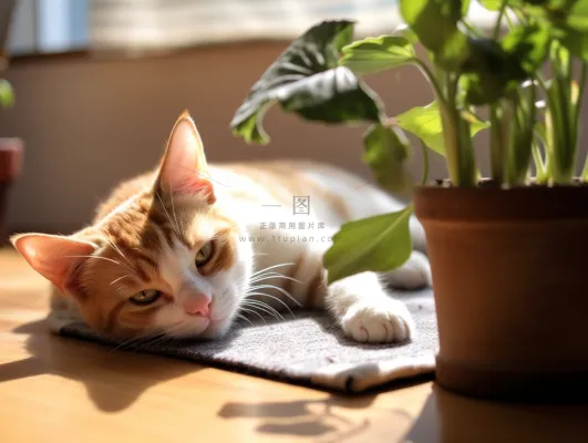 猫地板上趴着睡觉的猫咪田园猫摄影图