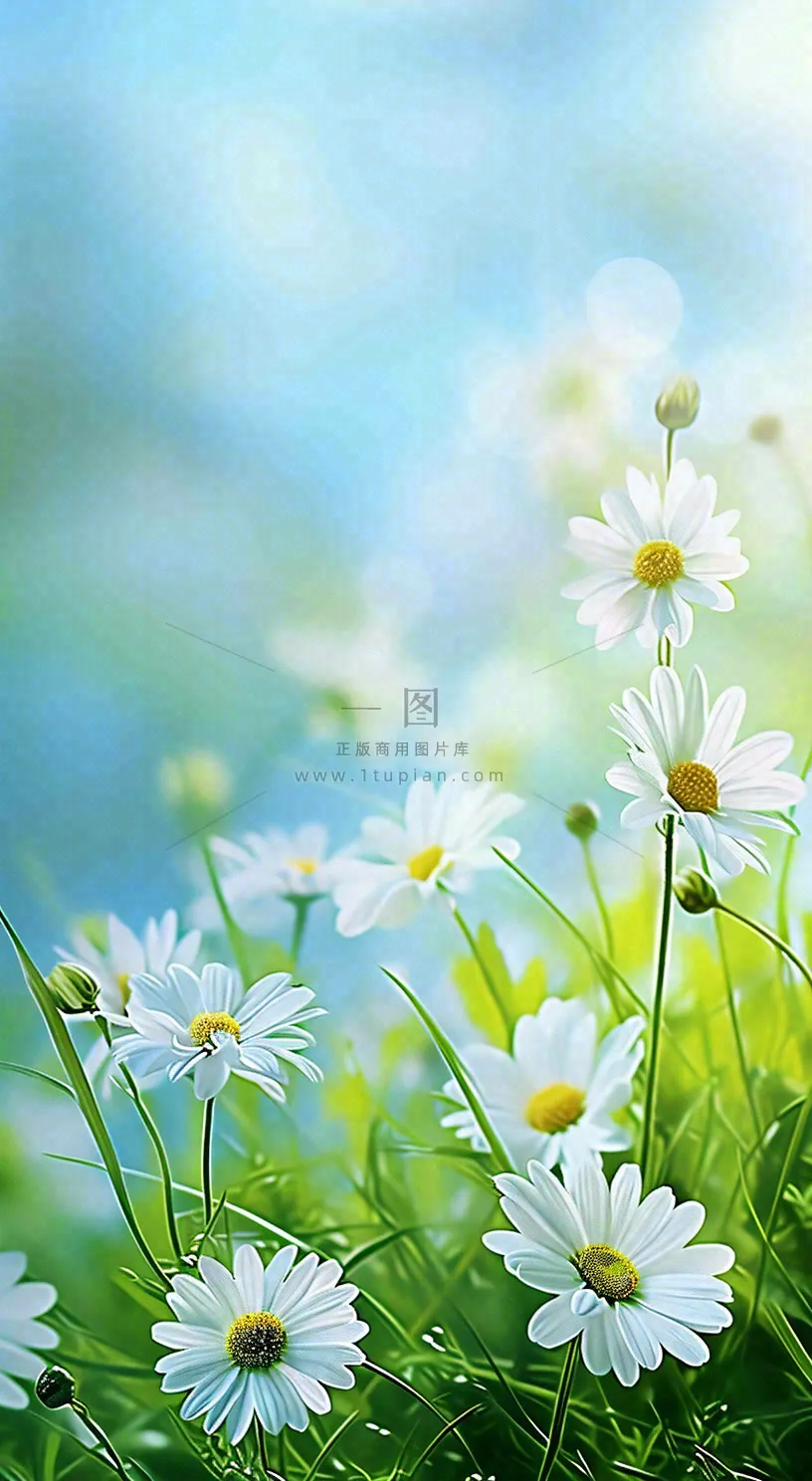 绿色清新野菊花特写春夏花朵摄影图