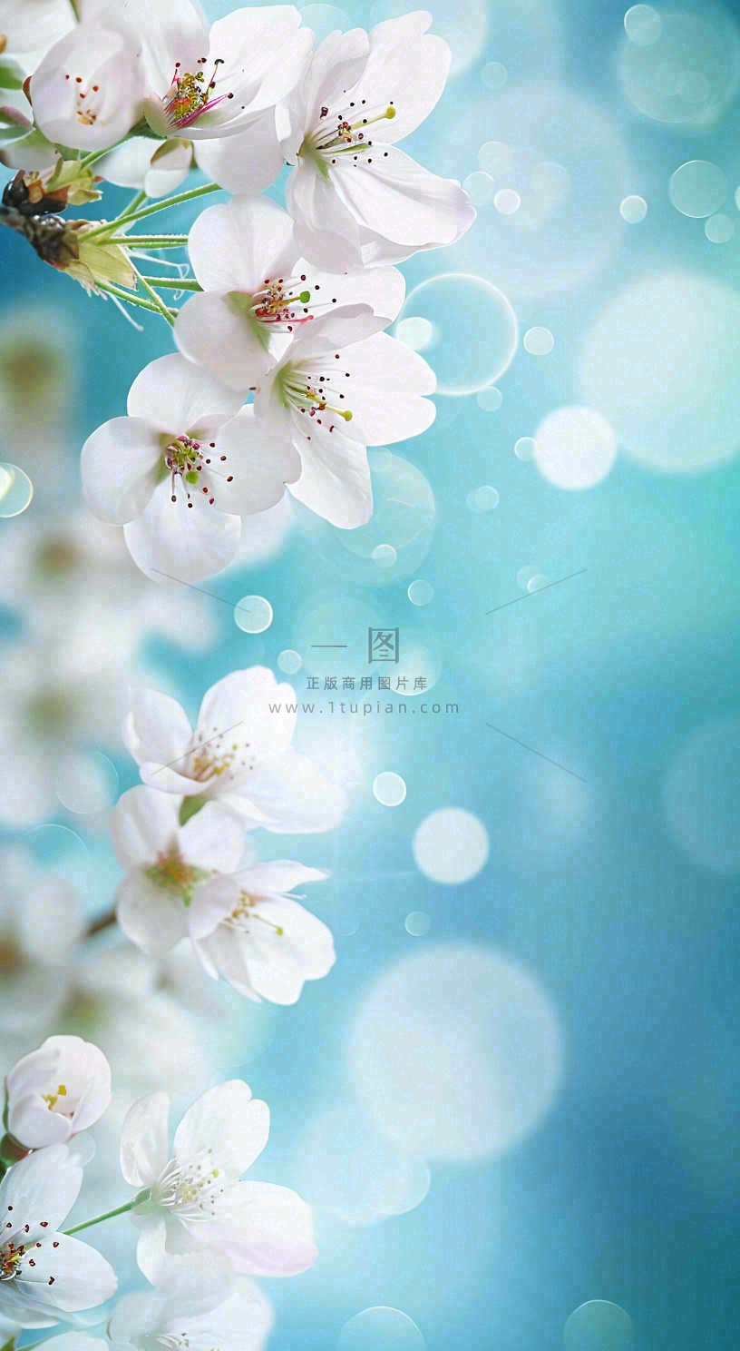 春天浪漫白色樱花花朵,立春春分摄影图