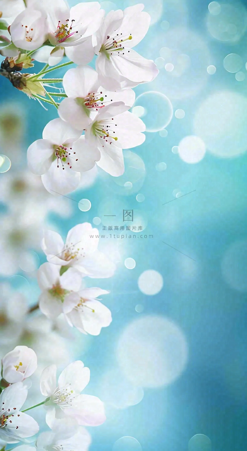 春天浪漫白色樱花花朵，立春春分摄影图