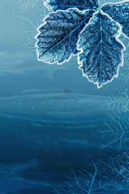 冬天树叶上结着白霜霜降摄影图 冬天树叶上结着白霜霜降摄影图