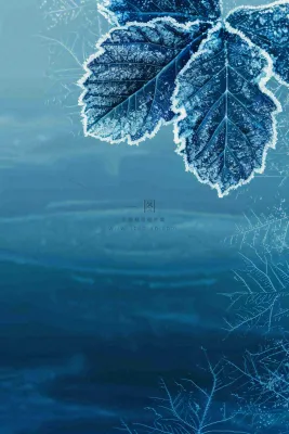 冬天树叶上结着白霜霜降摄影图 冬天树叶上结着白霜霜降摄影图