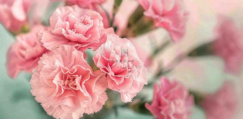 粉色康乃馨鲜花妇女节摄影图