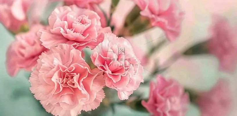 粉色康乃馨鲜花妇女节摄影图