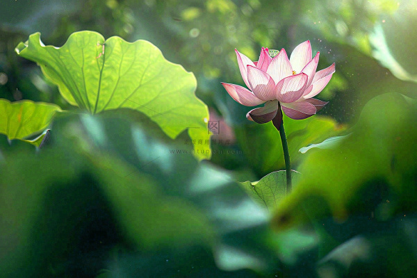 夏日池塘荷花荷叶唯美立夏夏至处暑摄影图 夏日池塘荷花荷叶唯美立夏夏至处暑摄影图