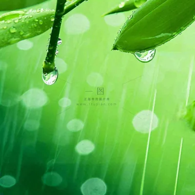 清新绿色春天绿芽叶子雨水露珠，春分谷雨摄影图