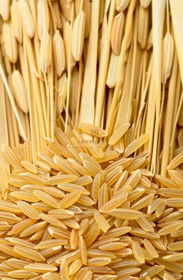 粮食稻谷米饭珍惜粮食丰收世界粮食日摄影图