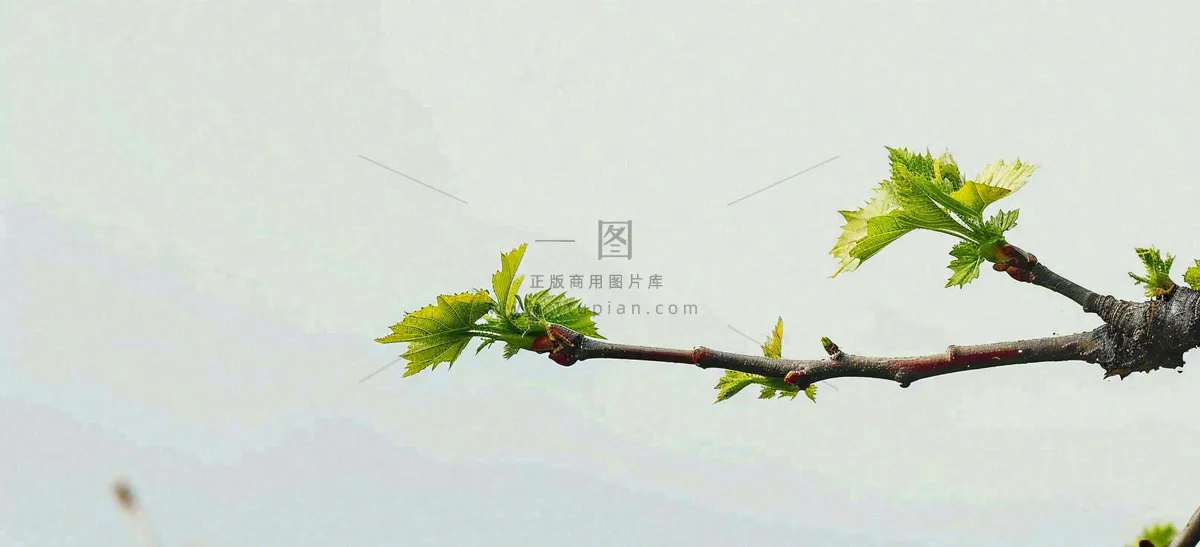 春天枝叶萌芽发芽绿叶，简约清新立春摄影图