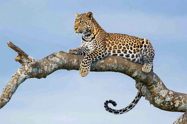 猎豹树干树枝上保护动物摄影图