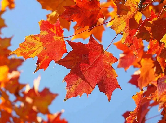 金秋红枫叶梧桐叶蓝天背景立秋秋分处暑摄影图 金秋红枫叶梧桐叶蓝天背景立秋秋分处暑摄影图