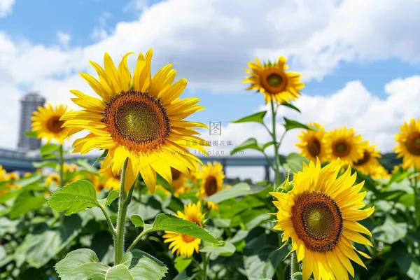 向日葵向阳鲜花摄影图