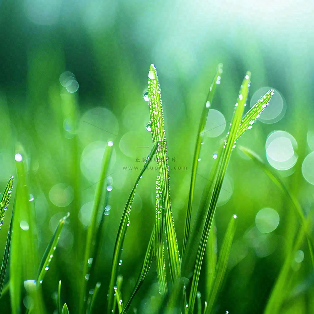 春天草地绿芽雨水露珠阳光，春分谷雨雨水白露摄影图