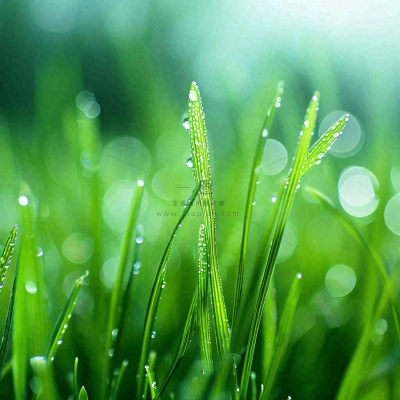 春天草地绿芽雨水露珠阳光,春分谷雨雨水白露摄影图 春天草地绿芽雨水露珠阳光,春分谷雨雨水白露摄影图