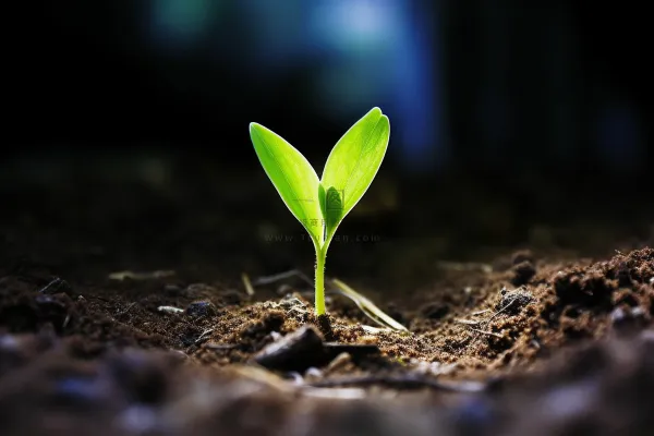 春天破土的嫩芽土壤立春摄影图