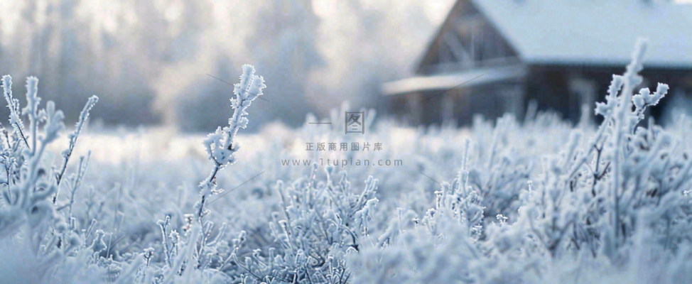 冬天植物森林里的木屋白雪覆盖小寒小雪摄影图