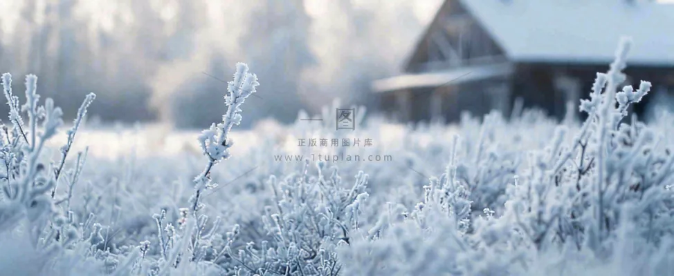 冬天植物森林里的木屋白雪覆盖小寒小雪摄影图 冬天植物森林里的木屋白雪覆盖小寒小雪摄影图