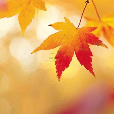 秋天秋意黄色落叶枫叶意境,秋分立秋摄影图 秋天秋意黄色落叶枫叶意境,秋分立秋摄影图