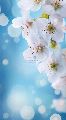 蓝色浪漫白色樱花花朵枝叶,立春惊蛰春分摄影图 蓝色浪漫白色樱花花朵枝叶,立春惊蛰春分摄影图