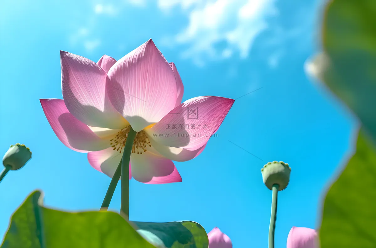 绿叶蓝天莲花,佳能 eos 5d mark iv 风格,超高清图像,蓝绿色和粉红色,中国朋克,超现实主义摄影图