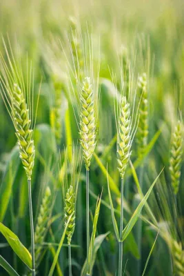 绿色小麦麦穗农田种植小满芒种摄影图