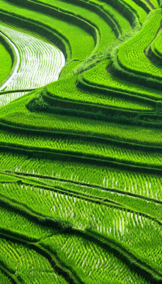 中国梯田绿色水稻小满劳动节摄影图