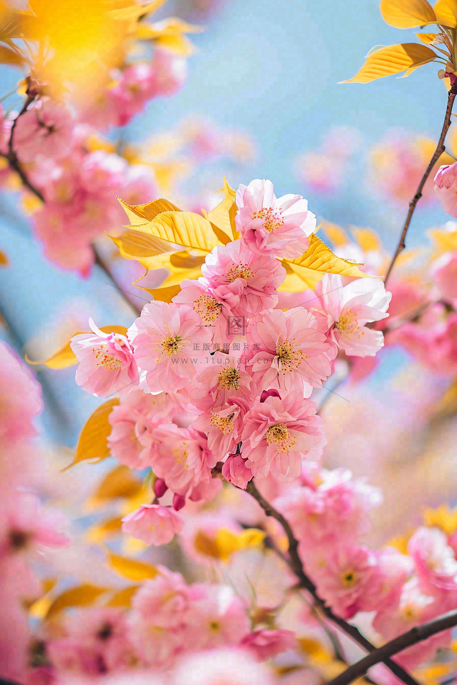 春天蓝天清新粉红桃花花朵树枝嫩叶，立春摄影图