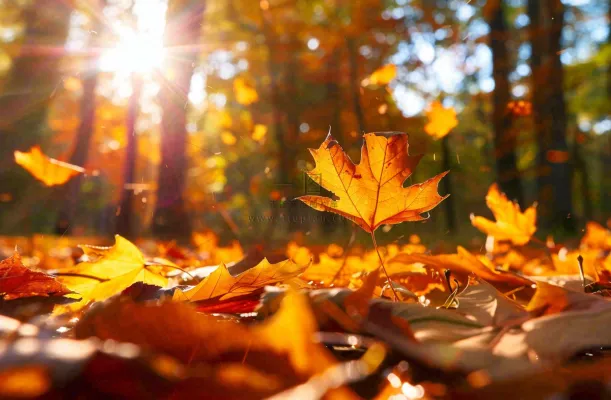 秋天森林的落叶金黄阳光透过树叶温暖秋分立秋处暑摄影图