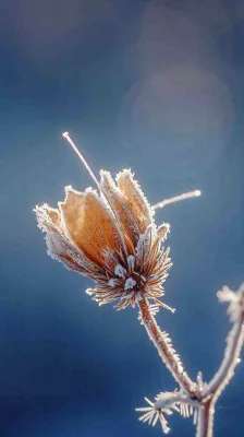 冬天白霜覆盖的植物立冬霜降小雪大雪冬至摄影图 冬天白霜覆盖的植物立冬霜降小雪大雪冬至摄影图