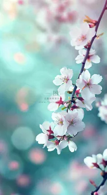 春天唯美清新白色鲜花樱花，文艺新鲜浪漫情人节摄影图