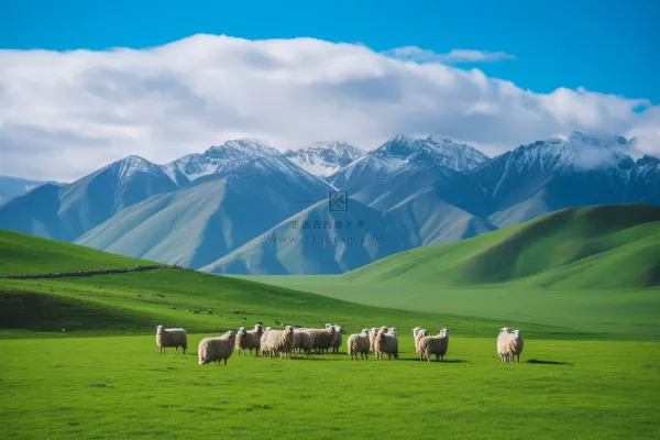 新疆春天草原风光大自然风景摄影图