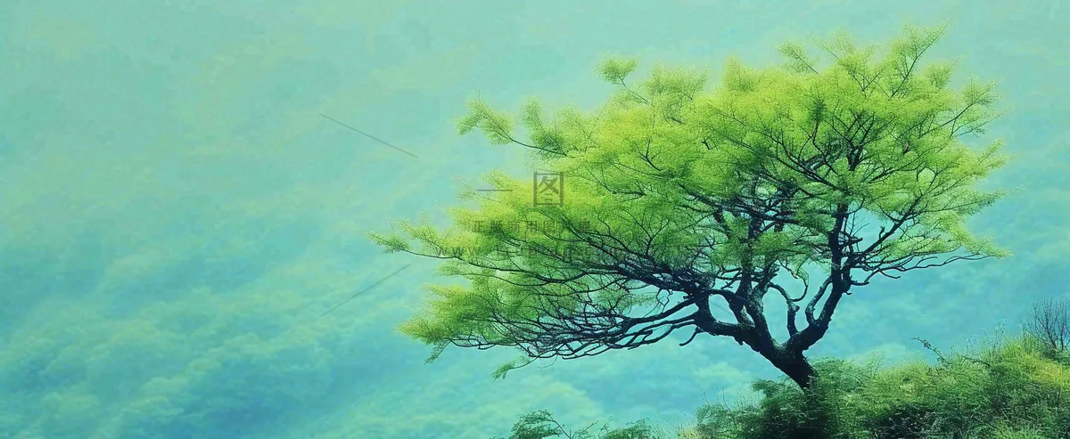 悬崖高山意境云层绿树树木特写