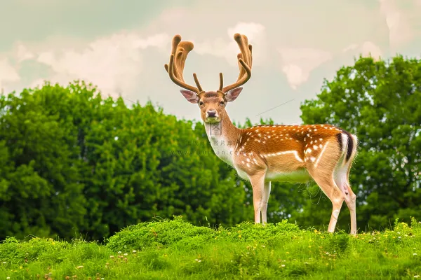 梅花鹿动物摄影图