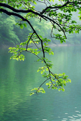 森林湖泊岸边的植物大树风景摄影图