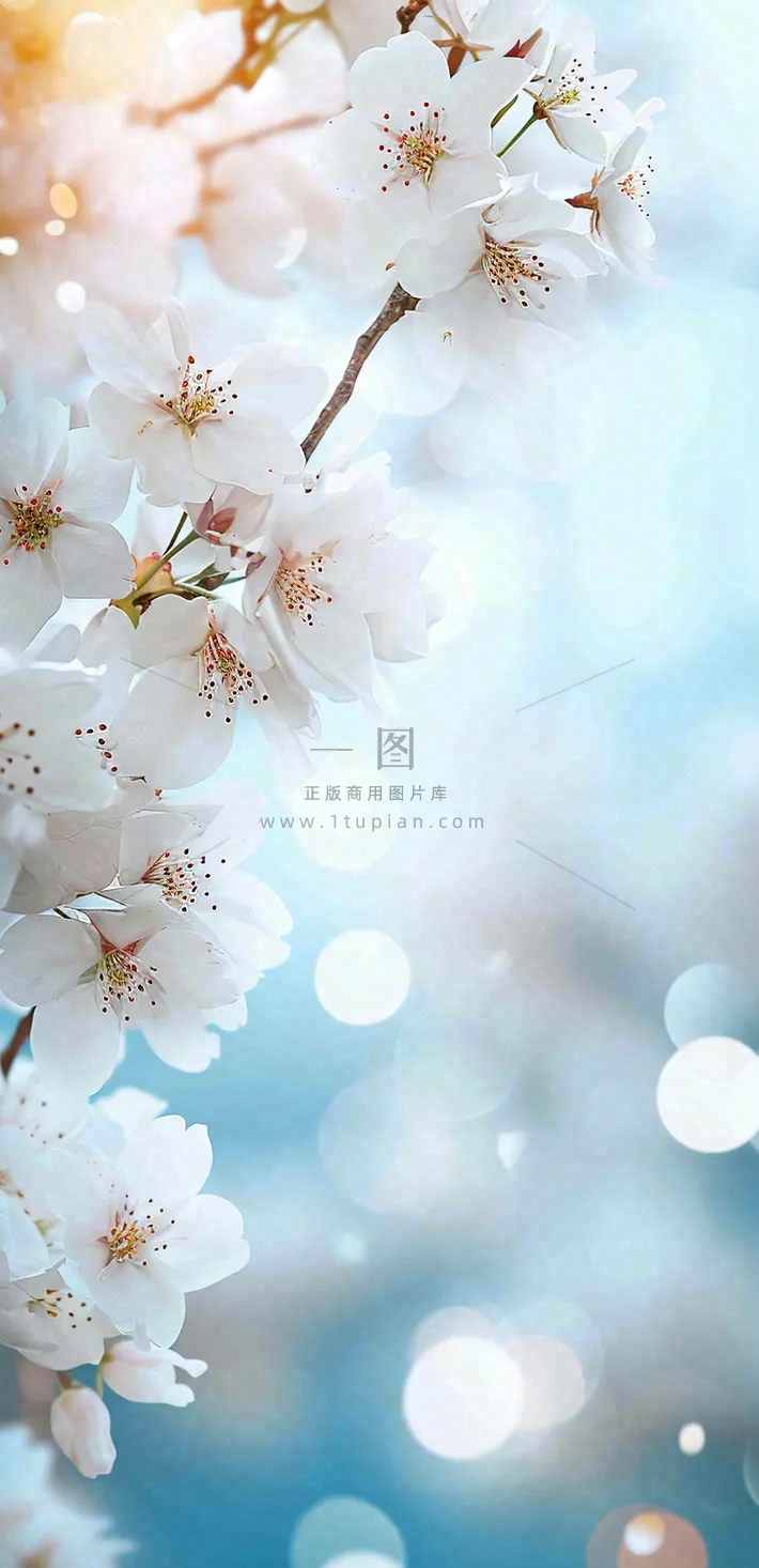 春天清新白色鲜花树枝，文艺新鲜浪漫摄影图