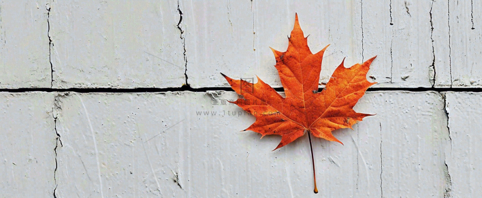 秋天红色秋叶简约特写,立秋秋分摄影图 秋天红色秋叶简约特写,立秋秋分摄影图