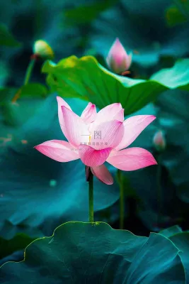 夏日池塘荷花盛开清凉唯美翠绿摄影图 夏日池塘荷花盛开清凉唯美翠绿摄影图