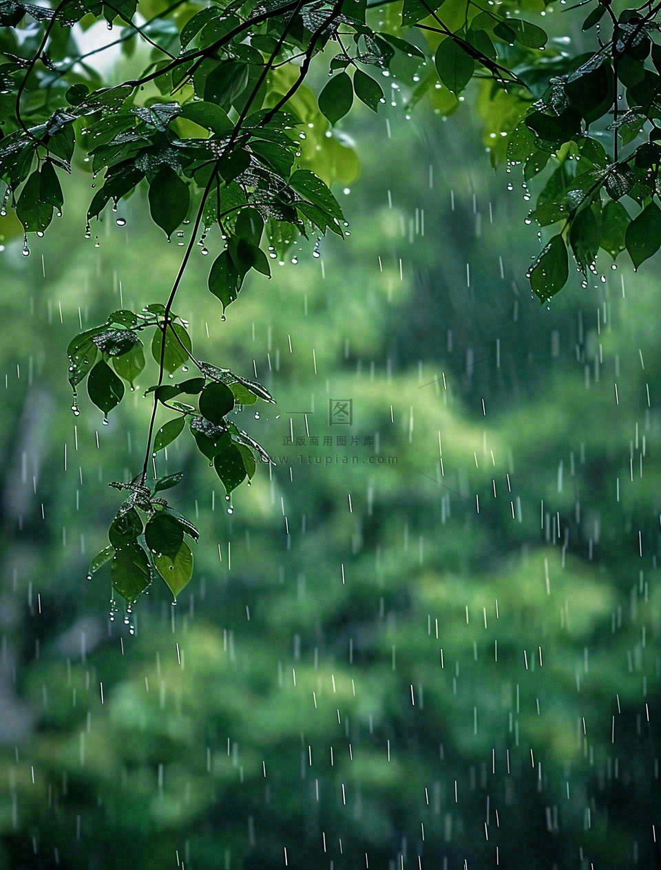 下雨天的公园大树下雨滴雨水谷雨梅雨季摄影图