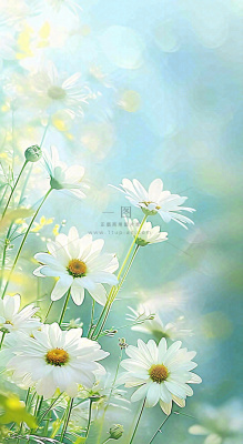 绿色清新野菊花特写春夏花朵摄影图